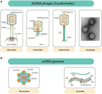 The role of bacteriophages in shaping bacterial composition and diversity in the human gut